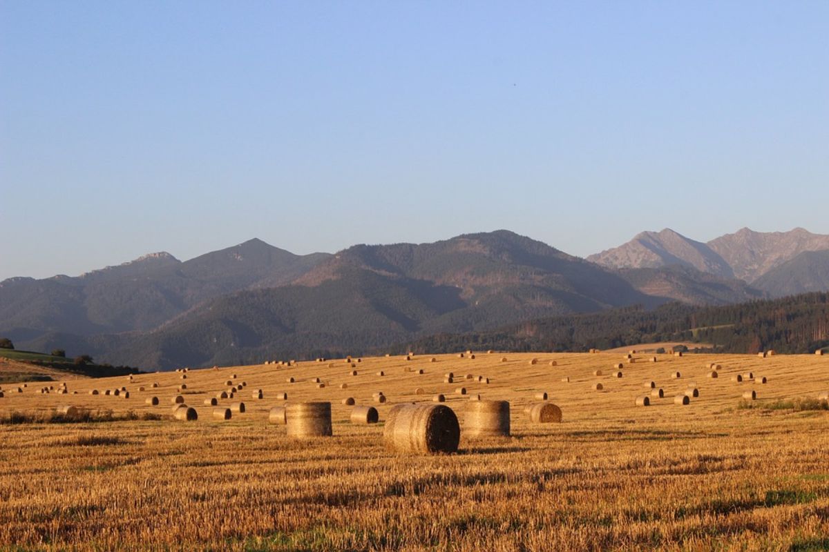 Farmári dostanú od Matečnej 50 miliónov