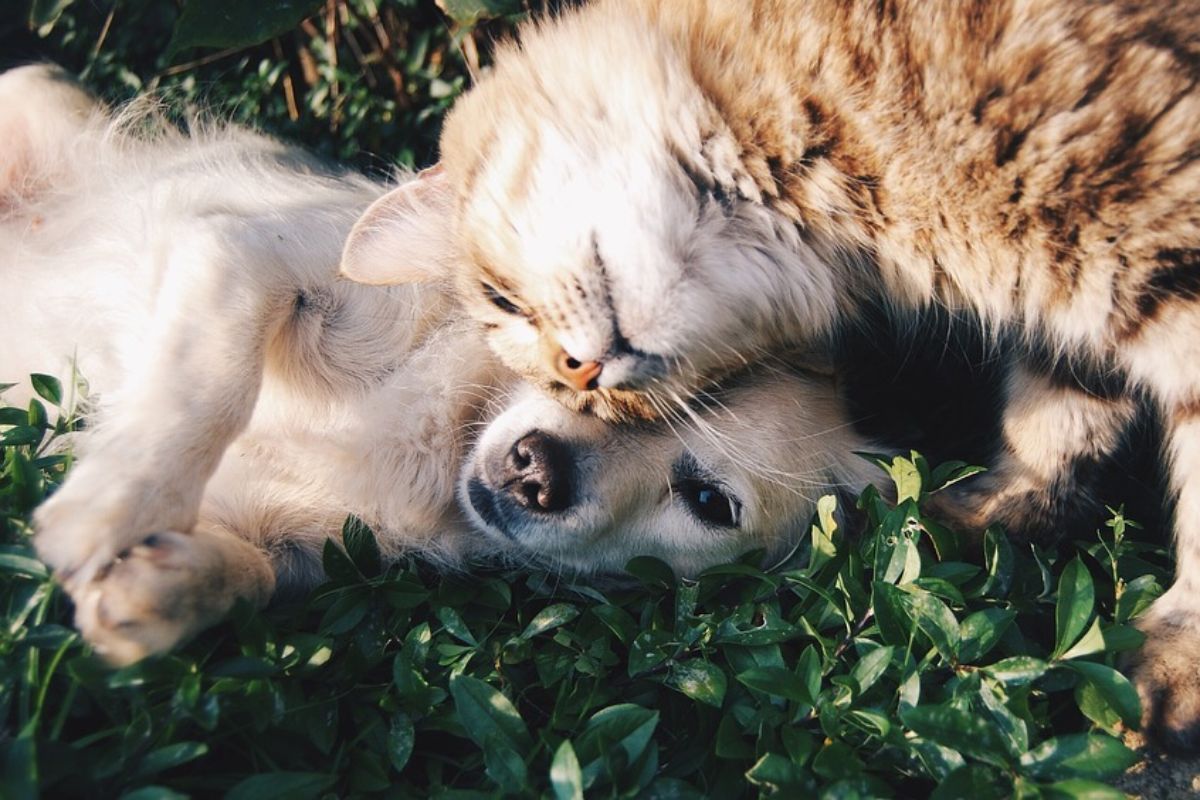 Nielsen správa o nákupe veterinárnych prípravkov pre domácich zvieracích maznáčikov